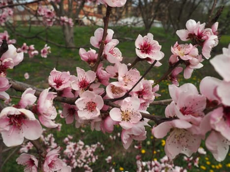 Apricot or peach branch with flowers in spring bloom. A buzzing bee is enjoying the lovely pink scenery. Pink purple spring flowers.