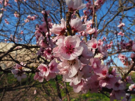 Apricot or peach branch with flowers in spring bloom. A buzzing bee is enjoying the lovely pink scenery. Pink purple spring flowers.