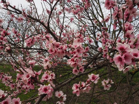 Apricot or peach branch with flowers in spring bloom. A buzzing bee is enjoying the lovely pink scenery. Pink purple spring flowers.