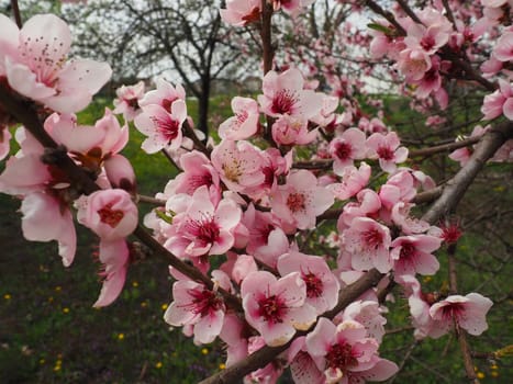 Apricot or peach branch with flowers in spring bloom. A buzzing bee is enjoying the lovely pink scenery. Pink purple spring flowers.