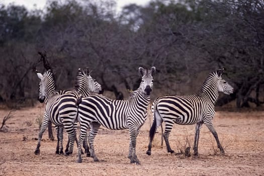 Plains Zebra (Equus burchellii, Selous Game Reserve, Morogoro, Tanzania, Africa