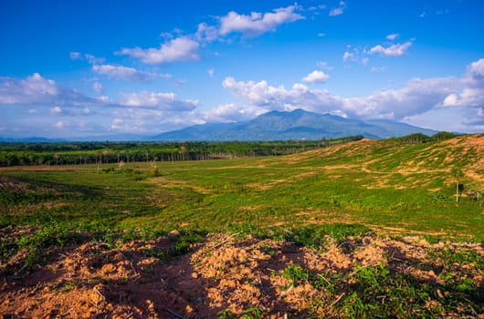 Rubber plantation farming area in the south of Thailand, Latex rubber, Para rubber tree garden