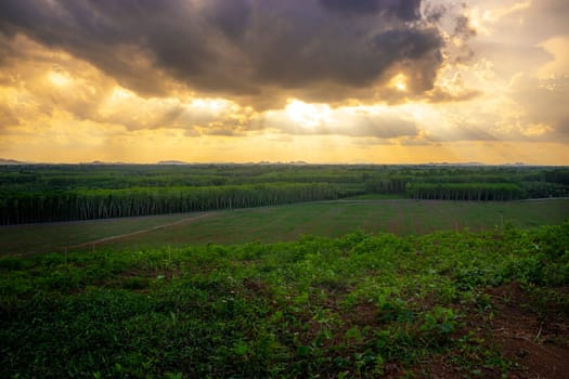 Rubber plantation farming area in the south of Thailand, Latex rubber, Para rubber tree garden