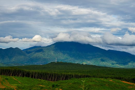 Rubber plantation farming area in the south of Thailand, Latex rubber, Para rubber tree garden