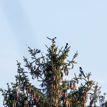 Magpie birds on a tree