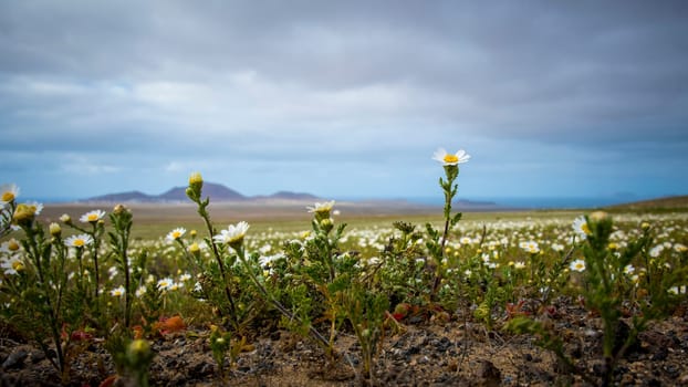 Springtime in Lanzarote, view on daisy flower field on the canary island. Low angle view