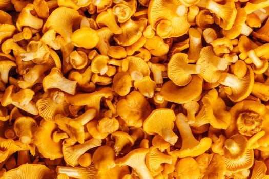 Yellow orange mushrooms juicy background delicious Cantharellus cibarius golden chanterelle with curly hats on fleshy leg. Ingredient of dish. Cooking dish. Top view. Close up choice flavor fillings.
