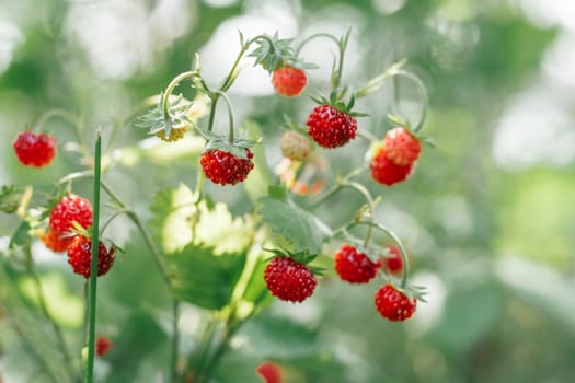 Wild strawberry bush with tasty ripe red berries and green leaves grow in green grass in wild meadow in sunny summer day. Organic background. Copy space. Macro. Close up. Selective focus.