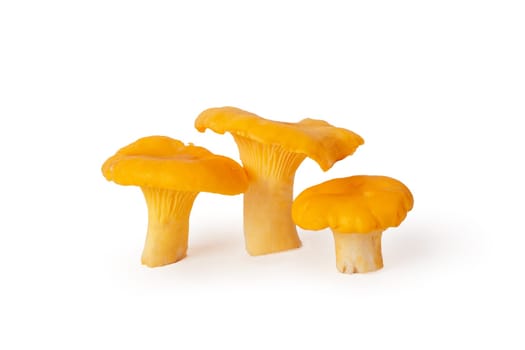 Yellow orange three mushrooms juicy delicious Cantharellus cibarius golden chanterelle with curly hats on fleshy leg. Ingredient of dish, choice of flavor fillings, isolated on white background