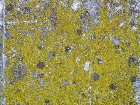 Mossy old concrete. Green moss on the stone. Concrete wall covered with green moss and gray lichens. Humid climate.