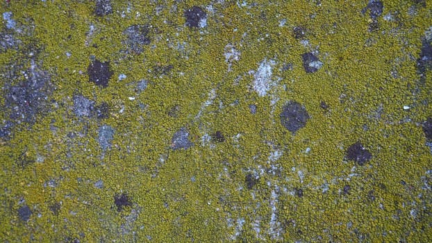Mossy old concrete. Green moss on the stone. Concrete wall covered with green moss and gray lichens. Humid climate.
