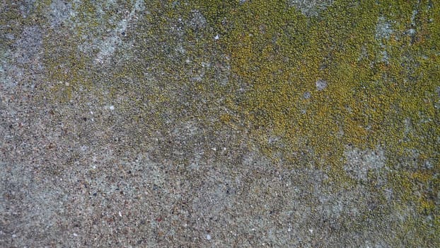 Mossy old concrete. Green moss on the stone. Concrete wall covered with green moss and gray lichens. Humid climate.