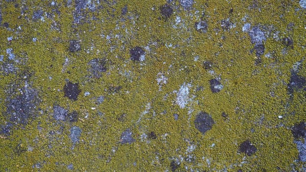 Mossy old concrete. Green moss on the stone. Concrete wall covered with green moss and gray lichens. Humid climate.