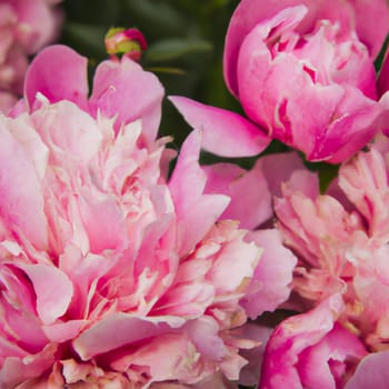 Beautiful pink peony flowers close up. Peony is a genus of herbaceous perennials and deciduous shrubs, tree-like peonies. Peony family Paeoniaceae. Pink purple lilac flowers