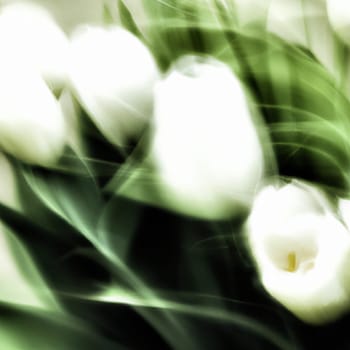 tulip Tulipa, bulbous herbs in the lily family Liliaceae. Tulips, garden flowers, cultivars and varieties have been developed. Flowers white delicate bouquet. Beautiful buds. Anamorphic bokeh.