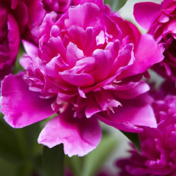 Beautiful pink peony flowers close up. Peony is a genus of herbaceous perennials and deciduous shrubs, tree-like peonies. Peony family Paeoniaceae. Pink purple lilac flowers