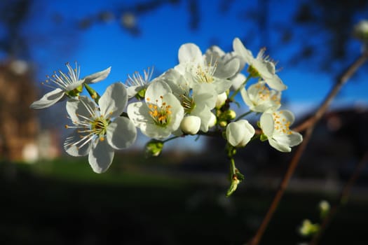 Blossoming of cherries, sweet cherries and bird cherry. Beautiful fragrant white flowers on the branches. The flowers are collected in long dense drooping brushes. March, Serbia, Sremska Mitrovica.