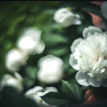 Beautiful white peony flowers close up. Peony is a genus of herbaceous perennials and deciduous shrubs, tree-like peonies. Peony family Paeoniaceae. Fragrant bouquet. Anamorphic bokeh.