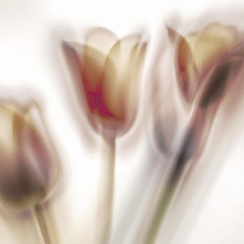 tulip Tulipa, bulbous herbs in the lily family Liliaceae. Tulips, garden flowers, cultivars and varieties have been developed. Flowers bouquet on white background. Beautiful buds. Anamorphic bokeh.