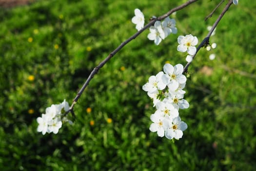 Blossoming of cherries, sweet cherries and bird cherry. Beautiful fragrant white flowers on the branches. The flowers are collected in long dense drooping brushes. March, Serbia, Sremska Mitrovica.