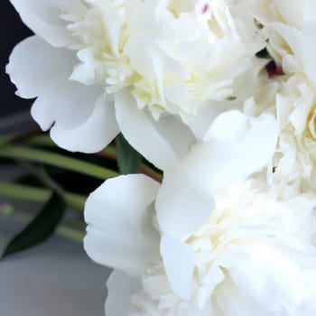 Beautiful white peony flowers close up. Peony is a genus of herbaceous perennials and deciduous shrubs, tree-like peonies. Peony family Paeoniaceae. Fragrant bouquet.