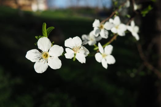 Blossoming of cherries, sweet cherries and bird cherry. Beautiful fragrant white flowers on the branches. The flowers are collected in long dense drooping brushes. March, Serbia, Sremska Mitrovica.