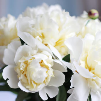 Beautiful white peony flowers close up. Peony is a genus of herbaceous perennials and deciduous shrubs, tree-like peonies. Peony family Paeoniaceae. Fragrant bouquet.
