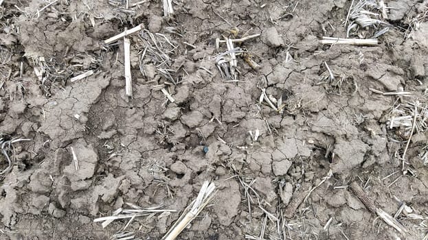 Oilcake remaining after harvesting corn on the ground. Clay, furrows, hay on the field. Wet, fertile land. Clay soil. Preparing the land for planting. Agricultural and natural theme