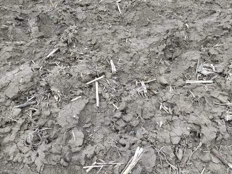Oilcake remaining after harvesting corn on the ground. Clay, furrows, hay on the field. Wet, fertile land. Clay soil. Preparing the land for planting. Agricultural and natural theme