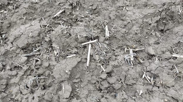 Oilcake remaining after harvesting corn on the ground. Clay, furrows, hay on the field. Wet, fertile land. Clay soil. Preparing the land for planting. Agricultural and natural theme