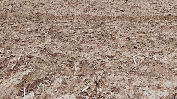 Oilcake remaining after harvesting corn on the ground. Clay, furrows, hay on the field. Wet, fertile land. Clay soil. Preparing the land for planting. Agricultural and natural theme