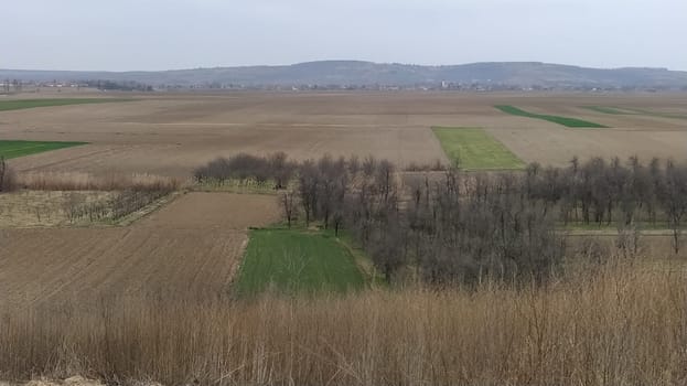 Field with winter wheat. Serbia, Eastern Europe. On the horizon the mountain range Fruska Gora with a national park.