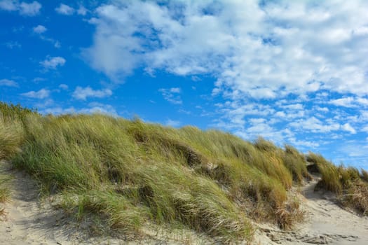 Beach oat in the sandy dunes on the North Sea coast in the Netherlands on Zeeland on the island Schouwen-Duiveland