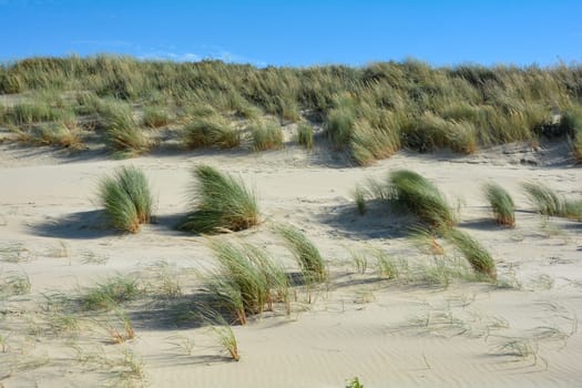 Beach oat in the sandy dunes on the North Sea coast in the Netherlands on Zeeland on the island Schouwen-Duiveland