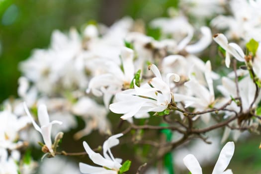 A lushly blooming Magnolia stellata or star magnolia tree in a starry spring. Magnolia stellata Siebold and Zucc. Maxim.