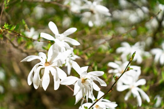 Magnolia stellata, sometimes called the star magnolia, is a slow-growing shrub or small tree native to Japan. Magnolia stellata Siebold and Zucc. Maxim.