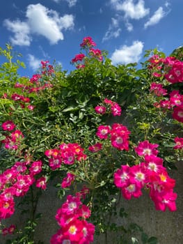 Roses climb along the wall