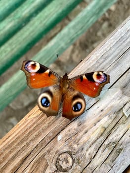 Butterfly on table