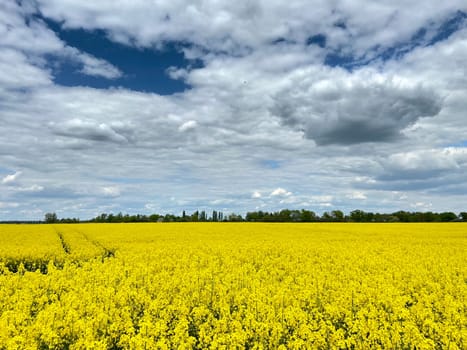 View over the rape field