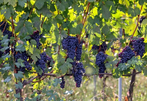 Beautiful bunch of black nebbiolo grapes with green leaves in the vineyards of Barolo, Piemonte, Langhe wine district and Unesco heritage, Italy