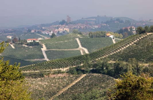 Langhe vineyards near Barolo and La Morra, Unesco Site, Piedmont, Italy