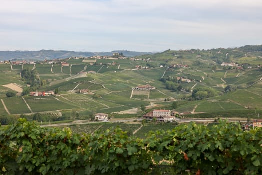 Langhe vineyards near Barolo and La Morra, Unesco Site, Piedmont, Italy