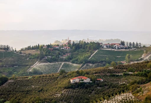Groves of hazelnuts in the area of Albaretto della Torre in Piedmont, Italy
