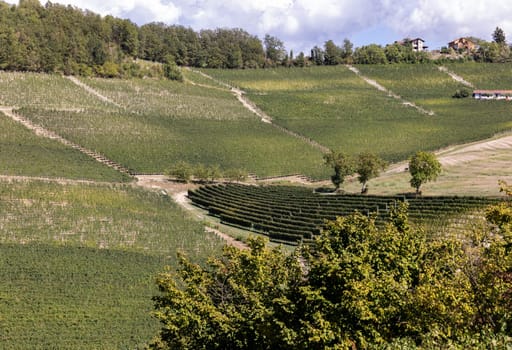 Langhe vineyards near Barolo Unesco Site, Piedmont, Italy