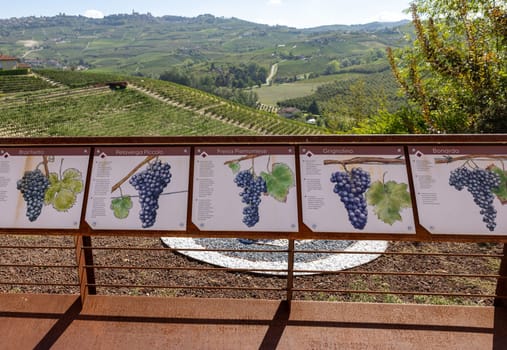 Grinzane Cavour, Italy - Sept 9, 2022: Educational boards in the garden of the Grinzane Cavour castle informing about grape varieties in the Langhe region and how they are grown
