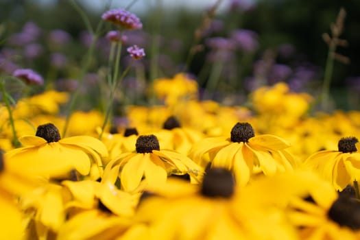 Shallow depth of field. Rudbeckia fulgida flowers, orange echinacea or perennial echinacea.