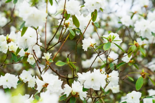 Close-up of white rhododendron flowers April Snow