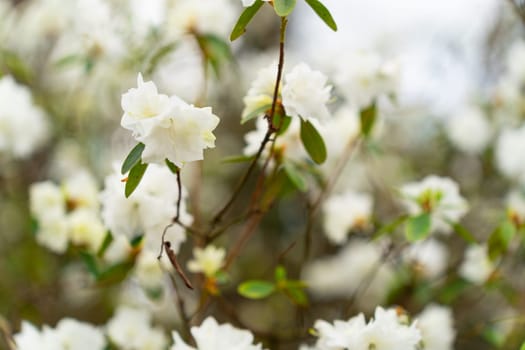 Close-up of white rhododendron flowers April Snow