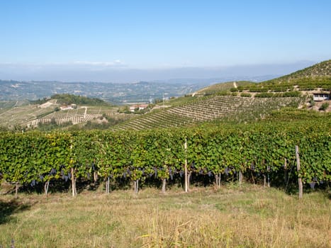 Langhe vineyards near Barolo Unesco Site, Piedmont, Italy