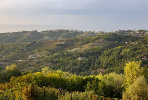Groves of hazelnuts in the area of Albaretto della Torre in Piedmont, Italy
